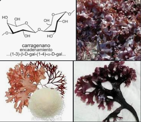 el carragenano en cosmetica